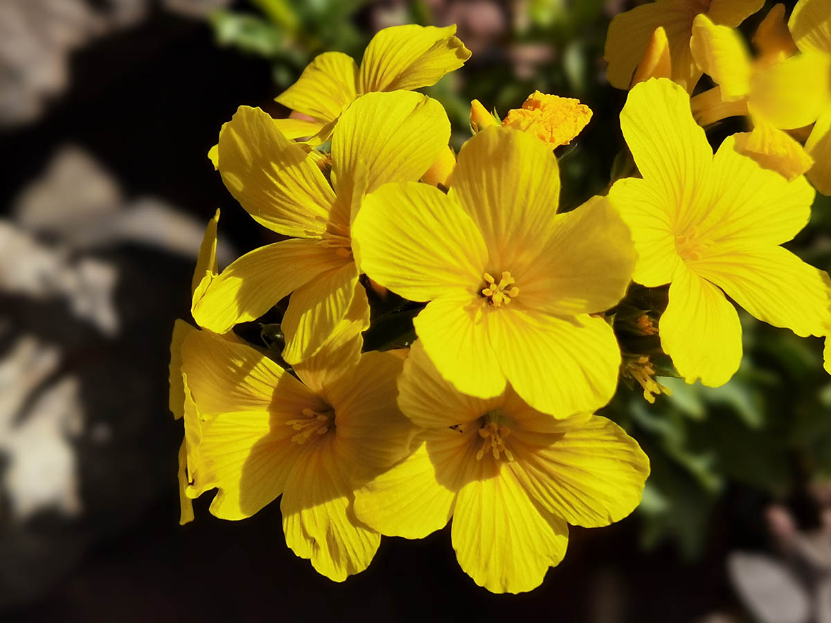 Linum capitatum photo